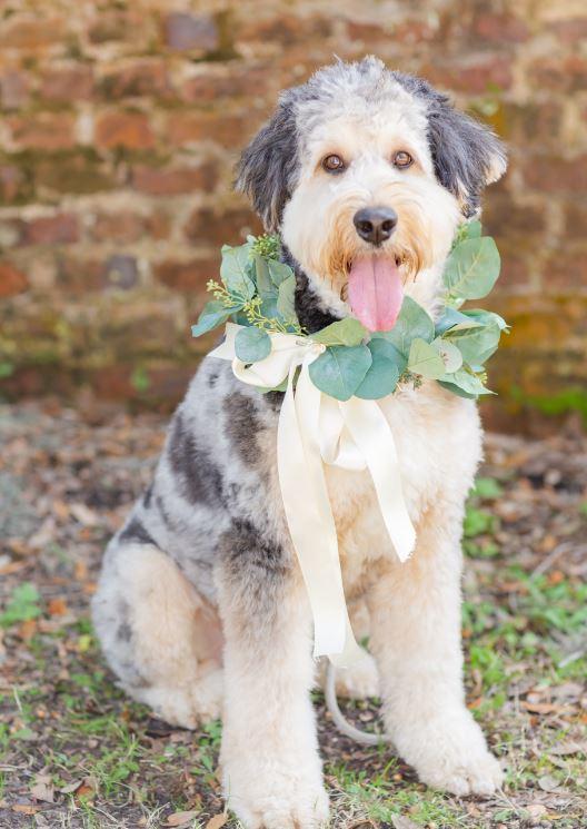 Wedding Flowers for Rent - Dog Wedding Collars