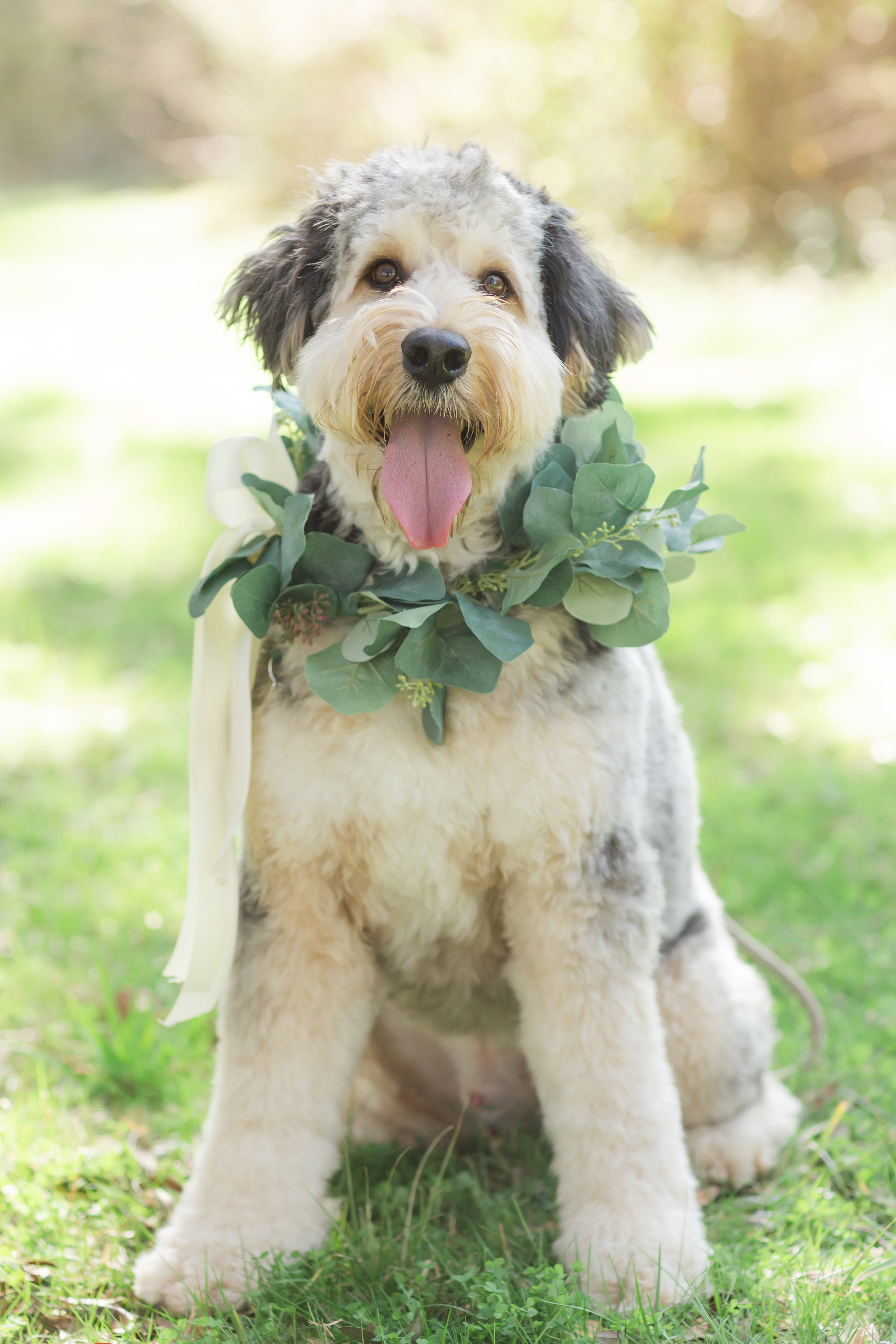 Dog Collar Collection -- Seeded Eucalyptus