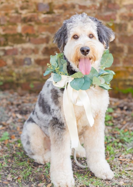 Dog Collar Collection -- Seeded Eucalyptus