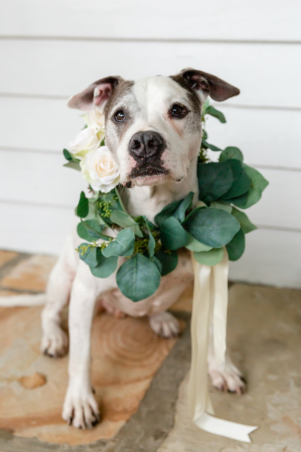 Dog Collar Collection - Seeded Eucalyptus with Blooms