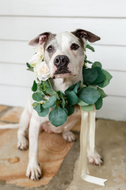 Dog Collar Collection - Seeded Eucalyptus with Blooms