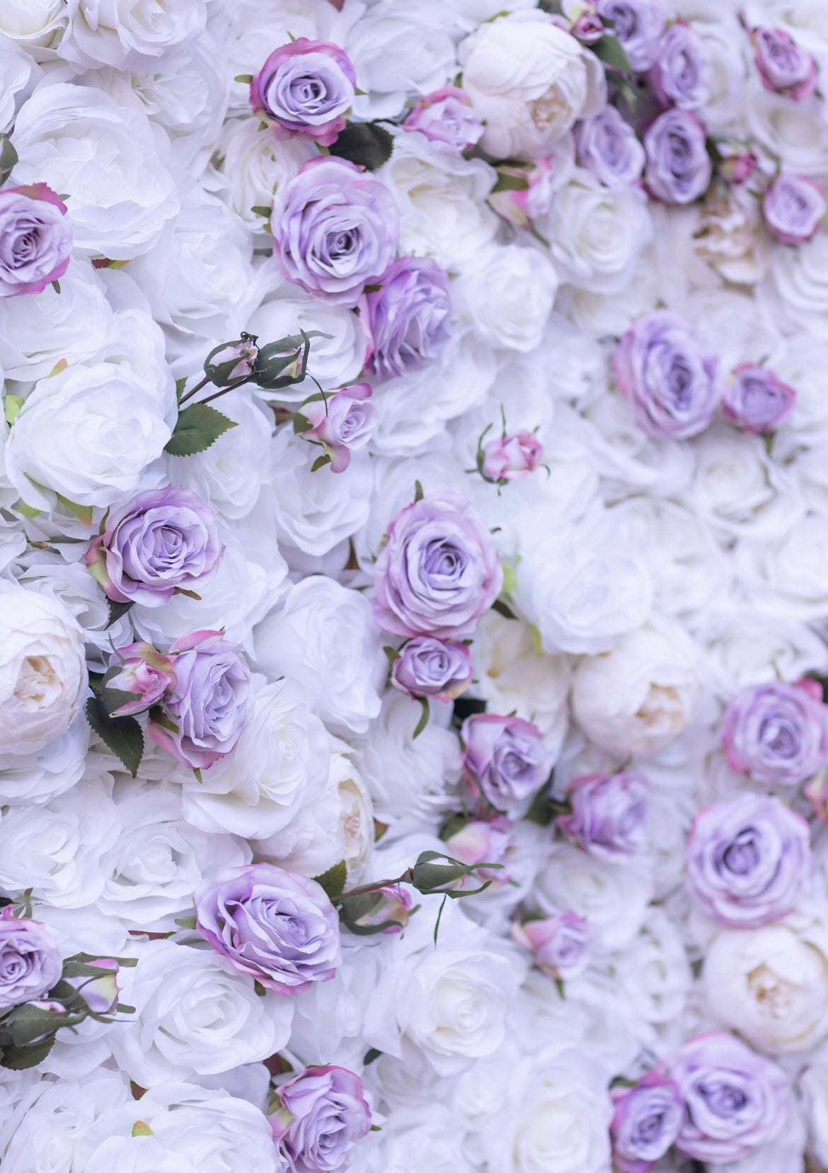 Flower wall - Venetian Lavender