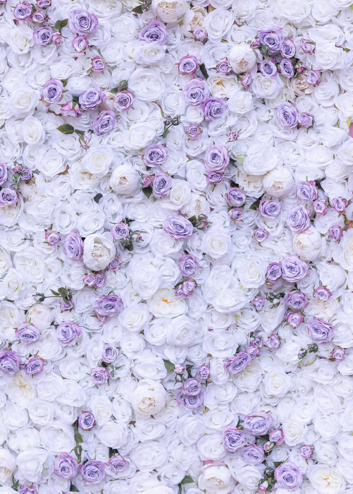 lavender wall plant Flower wall
